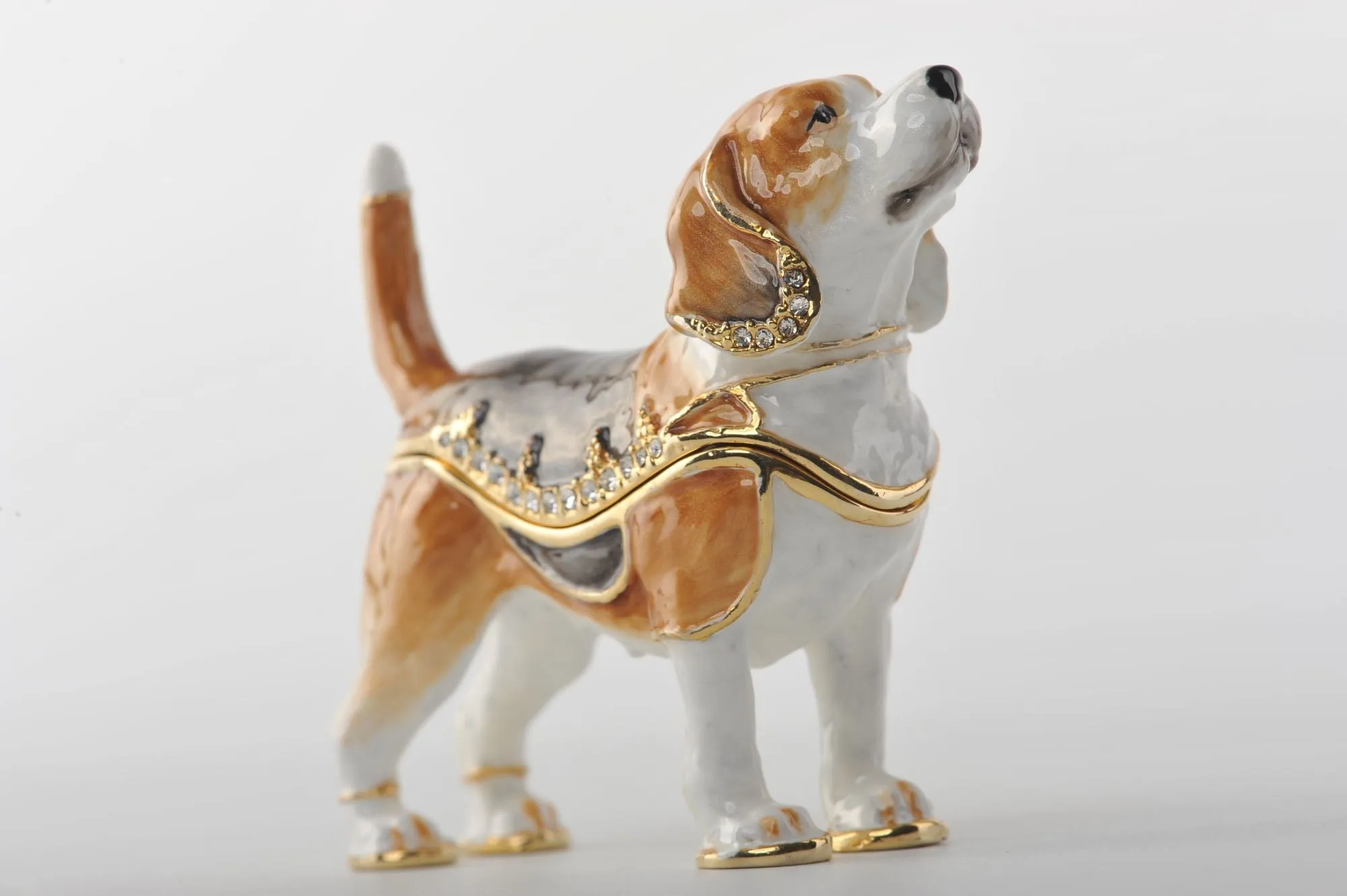 Brown & White Dog