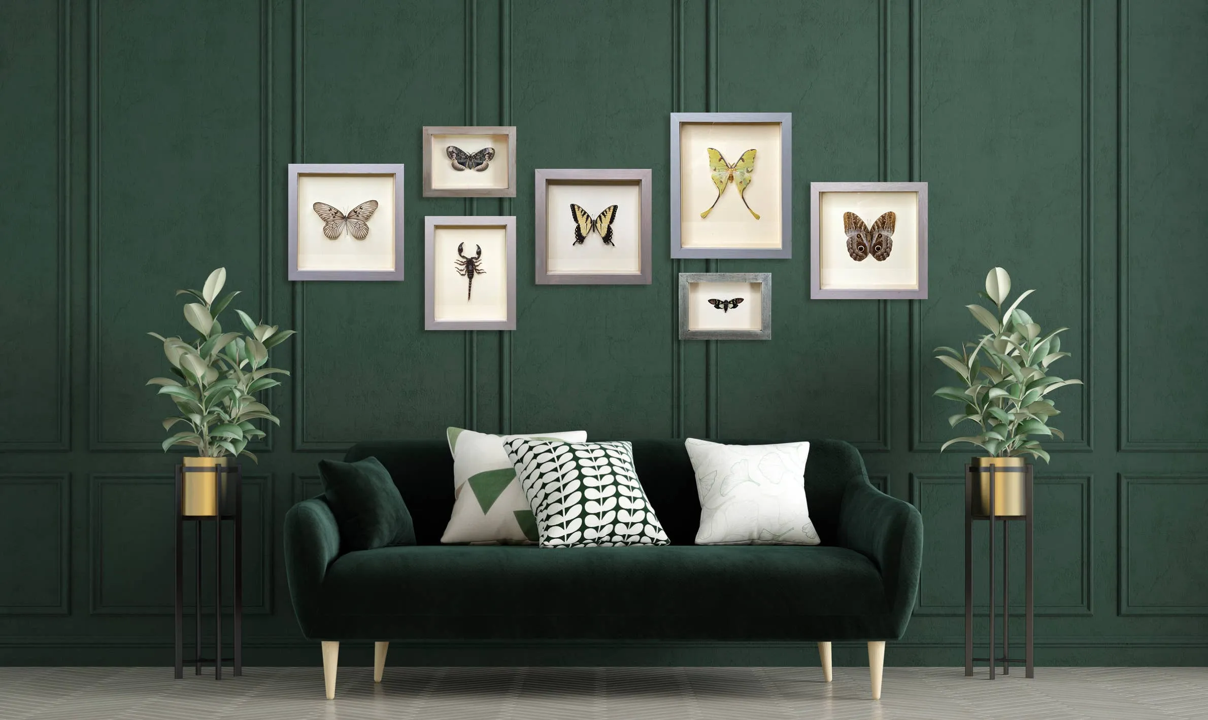 Giant Blue Morpho Butterfly Shadowbox