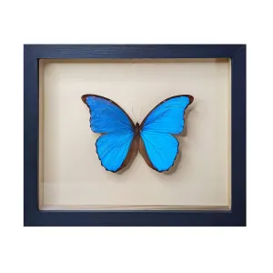 Giant Blue Morpho Butterfly Shadowbox
