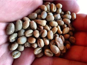Grimpeur’s Choice Single Origin DECAF Subscription Plan