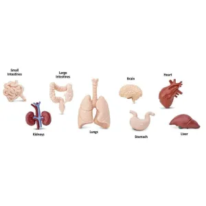 Human Organs Safari Ltd. Plastic toys Anatomy