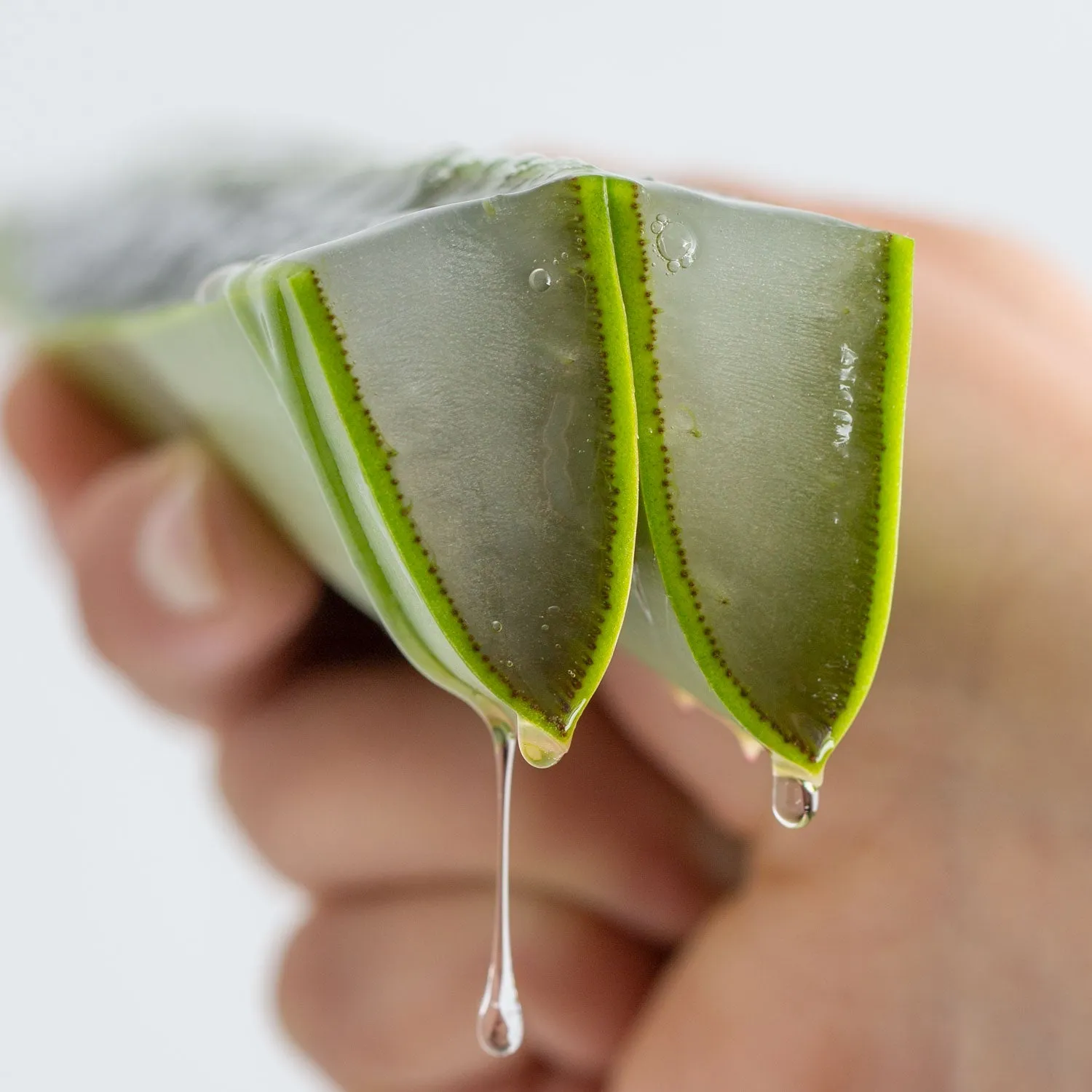 Organic Aloe Vera Bite-Sized Pieces Case