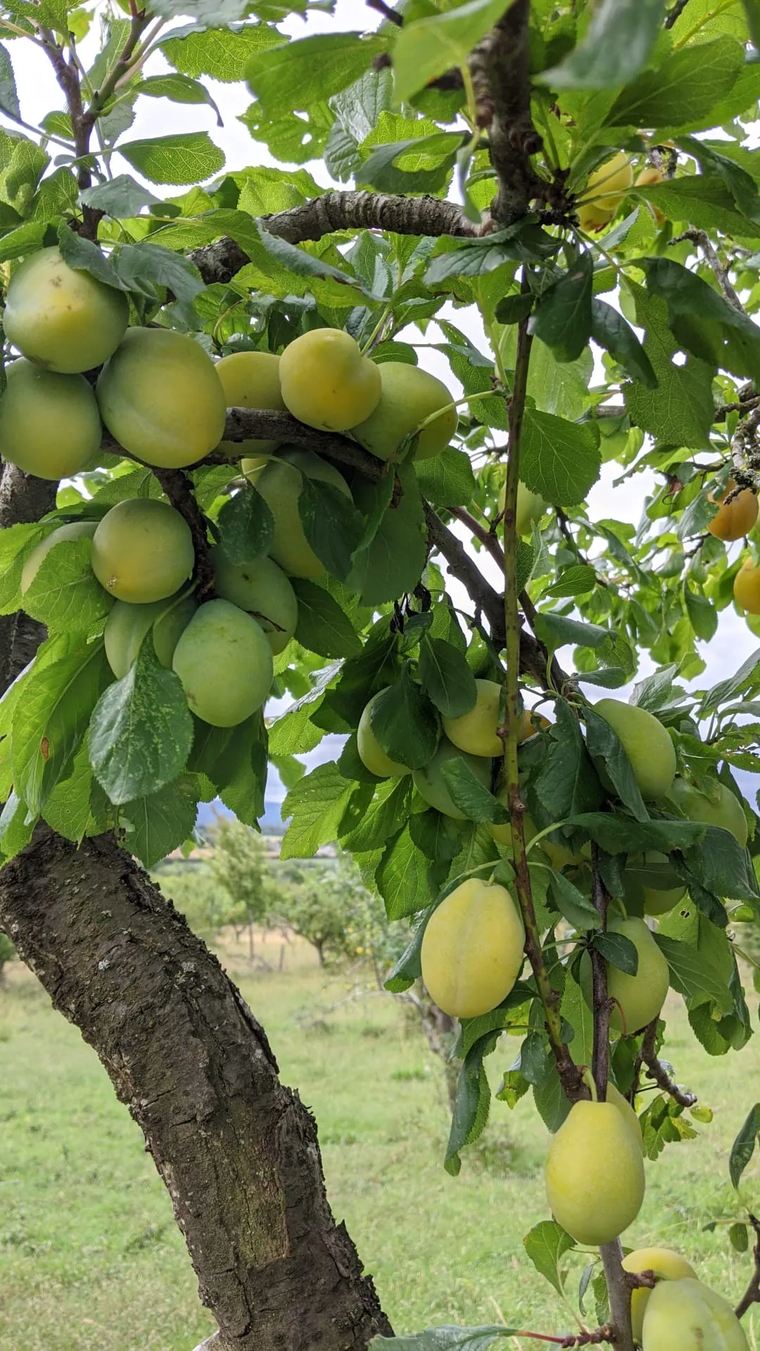 Yellow Egg Plum Jam