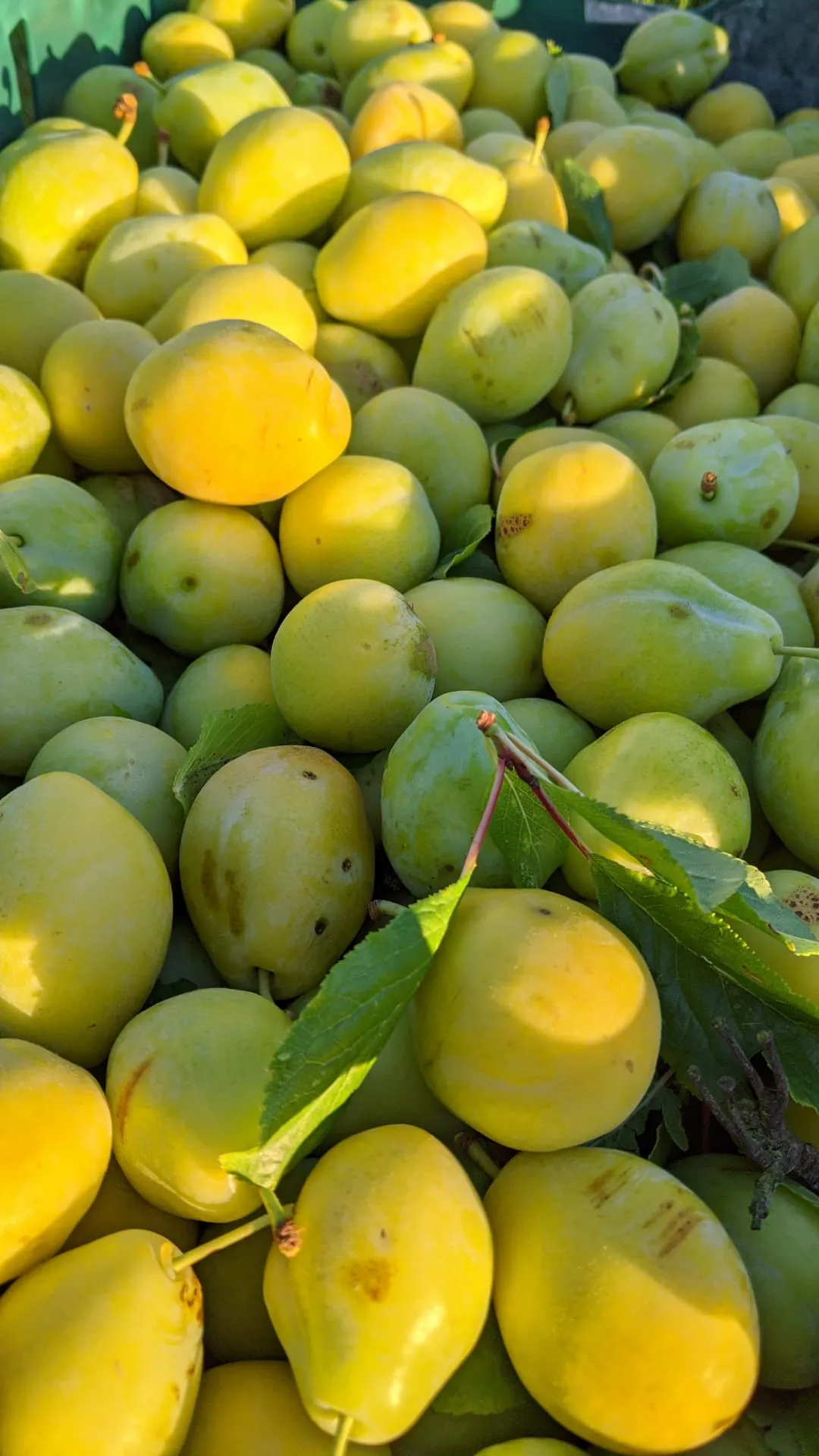 Yellow Egg Plum Jam